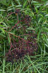 Elderberry